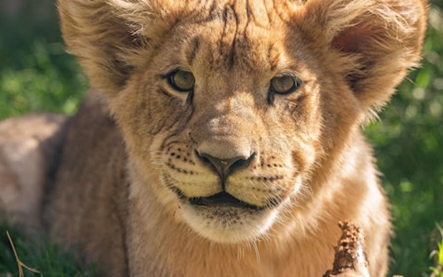 Toegangsbewijs Lagos Zoo