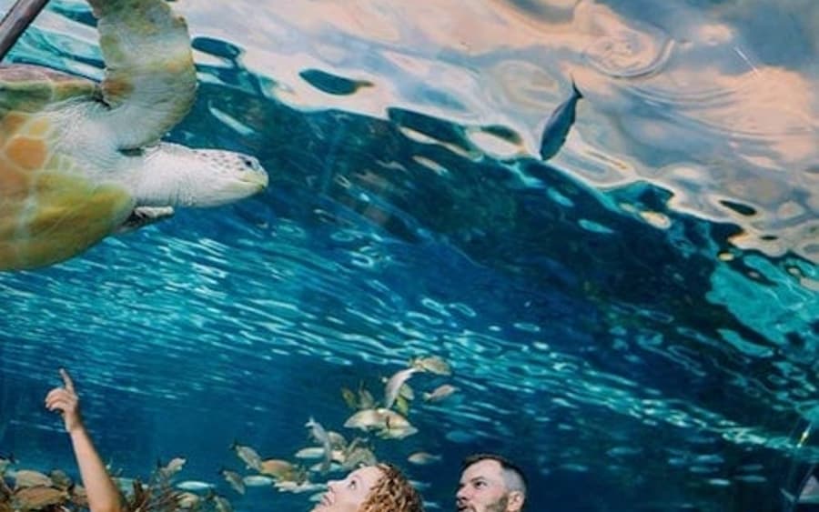 Aquarium Ripley's à Gatlinburg + 2 ou 3 Attractions