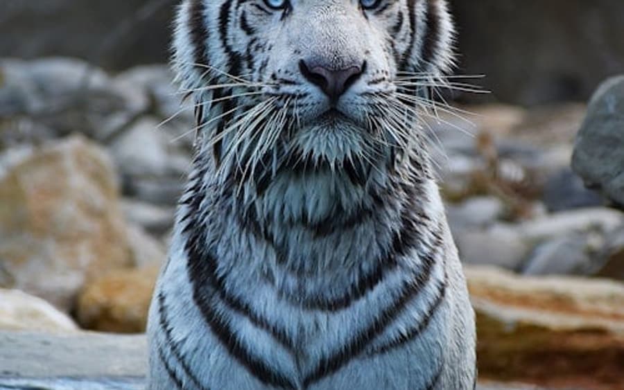 Parc Animalier de Barben : Billet d'entrée