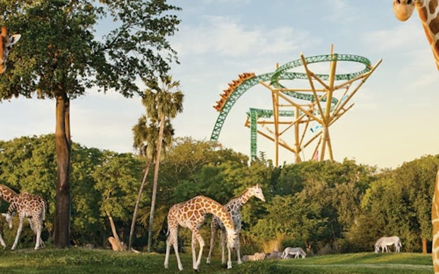 Busch Gardens Tampa: Entry Ticket with Optional Quick Queue
