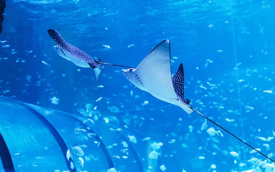 Biglietti per l'Acquario Nazionale di Abu Dhabi con l'Esperienza Dhow Bu Tinah