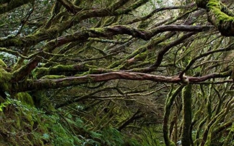 Parque Rural de Anaga: Tour Guiado por el Bosque con Actividades de Bienestar