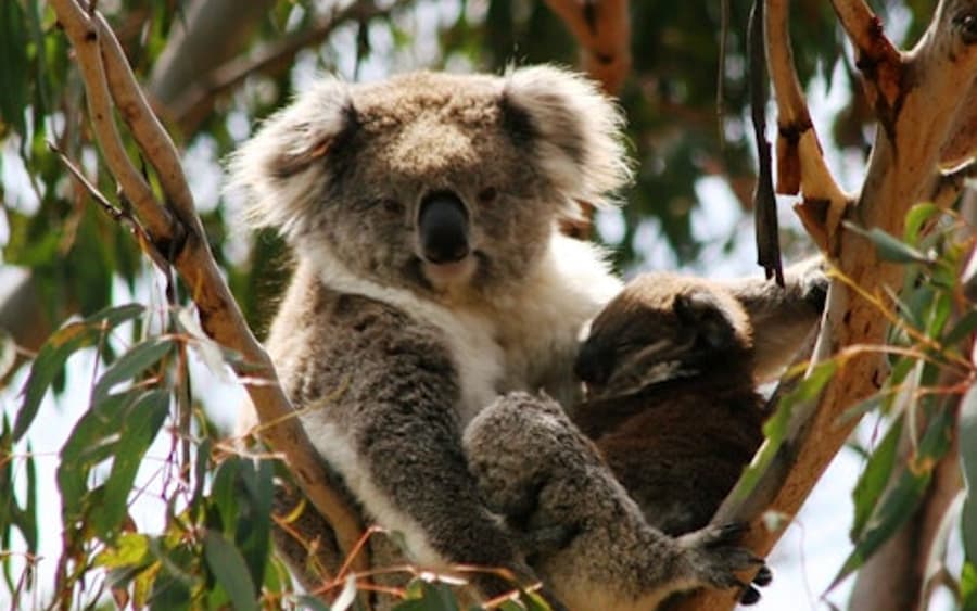 Parchi Naturali di Phillip Island: Ingresso alla Riserva per la Conservazione dei Koala