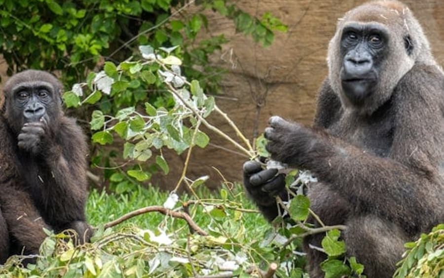 Bioparc Fuengirola Jegyek
