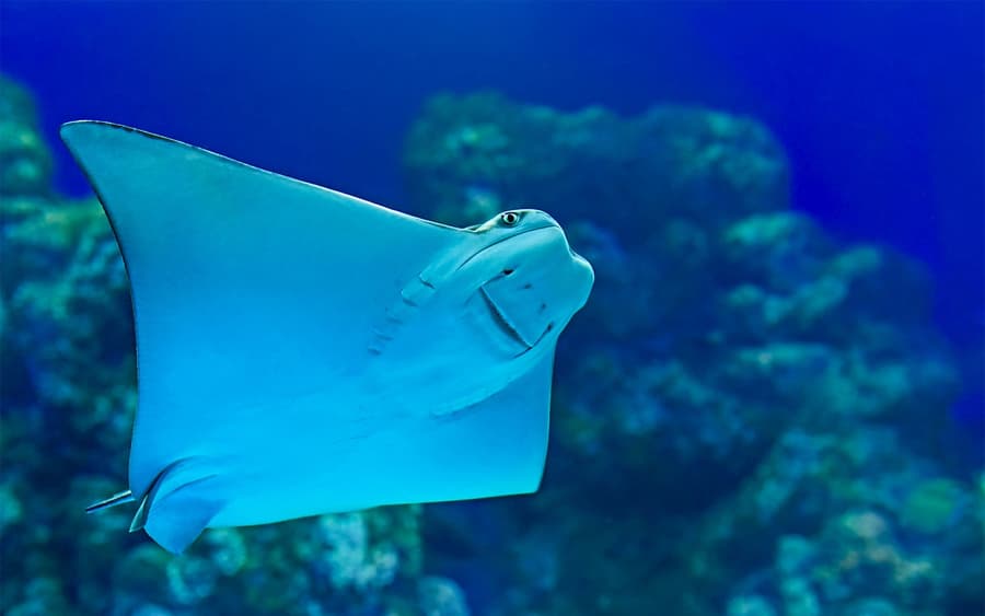 普吉島水族館外國旅客團體優惠票：3人及以上團體