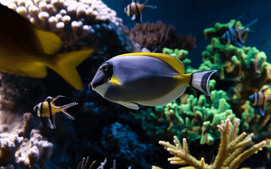 SEA LIFE London Aquarium: Standard Admission Tickets