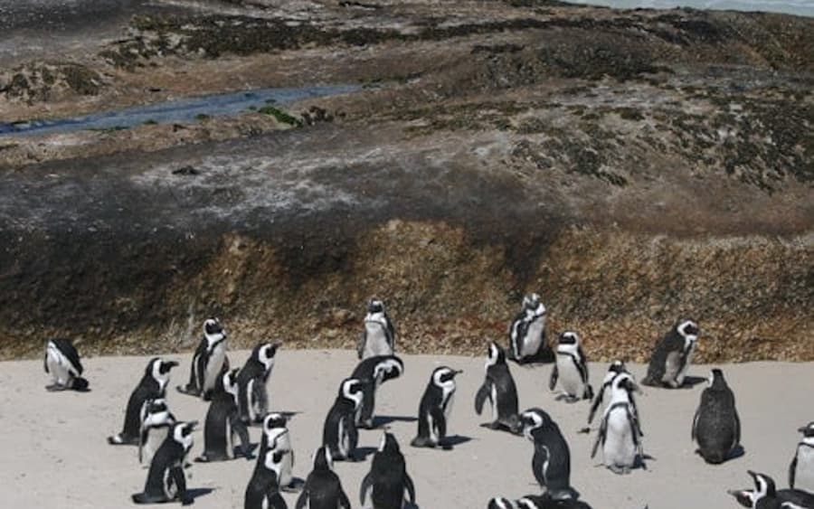 Cape Town: Wycieczka po Półwyspie Przylądkowym i Plaża Boulders