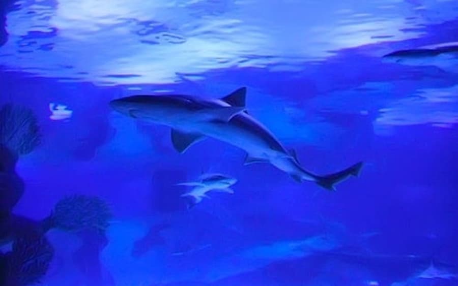 Acuario de Antalya y Museo de Cera Face 2 Face