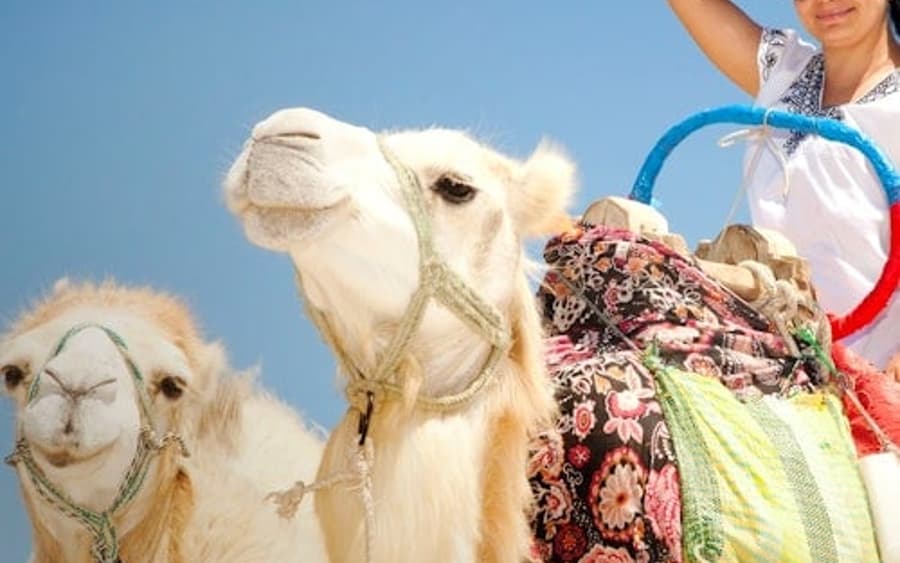 Hurghada: 1-Hr Guided Camel Ride + Transfer