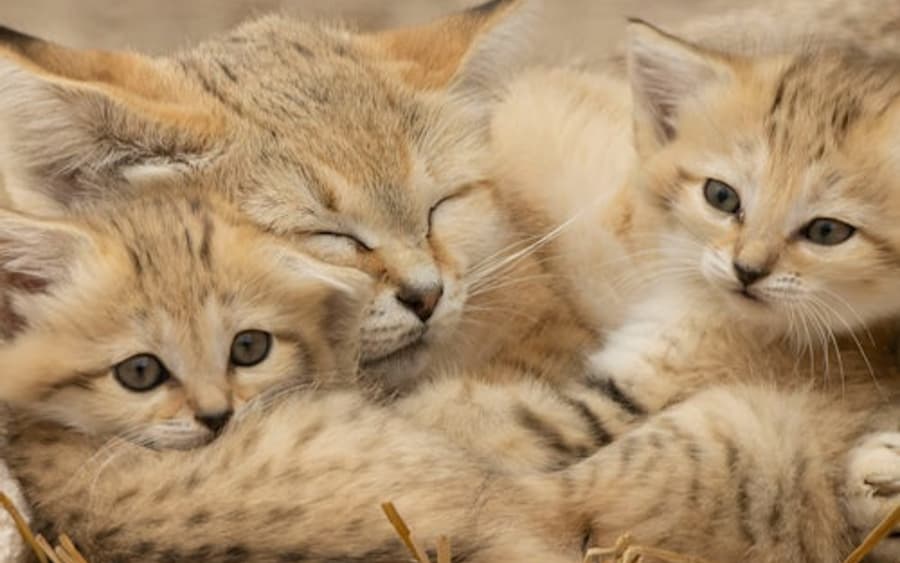 بلیط ورودی رزرو سافاری لومینی و سرزمین میمونها