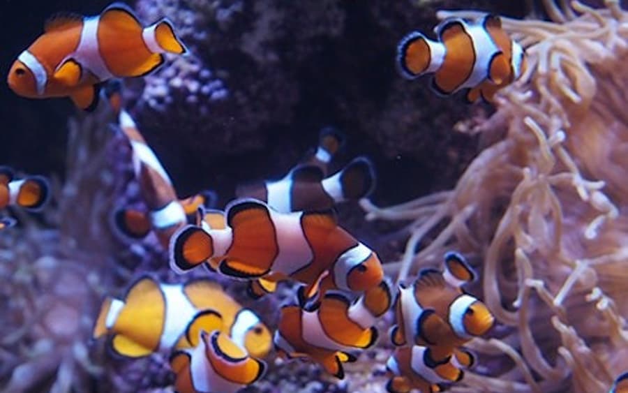 Bioparc Gijon Aquarium: Bilet wstępu