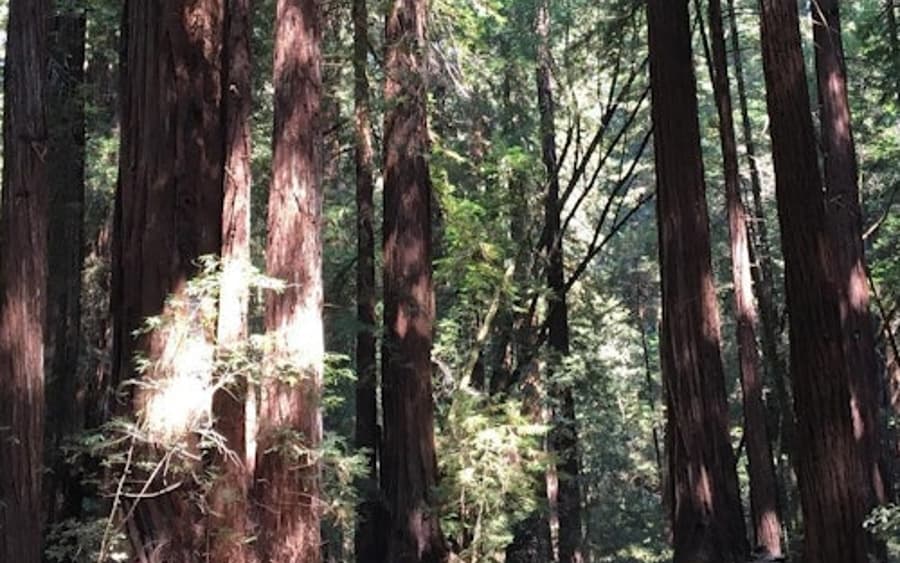 Stadstur i San Francisco + Muir Woods
