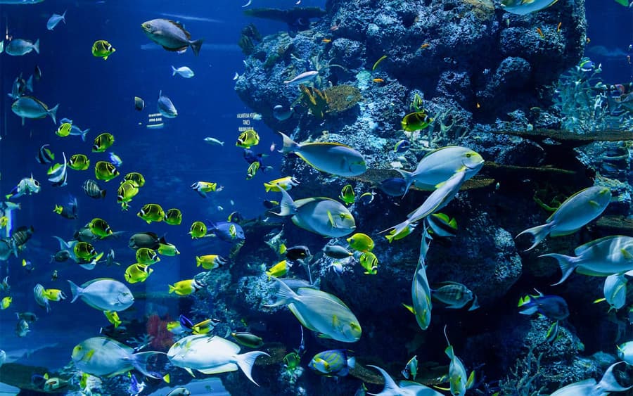 Langkawi Underwater World Tickets