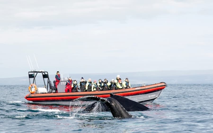Ballenas y Frailecillos: Tour en Lancha Rápida