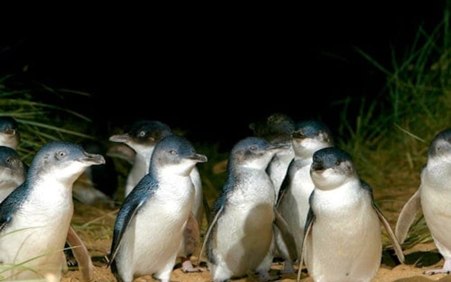 Parata dei Pinguini + Moonlit Sanctuary Wildlife Park: Gita di un giorno da Melbourne