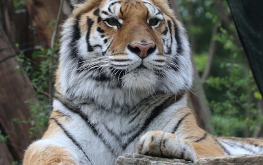 Pistoia Zoologisk Have: Fast Track Billet