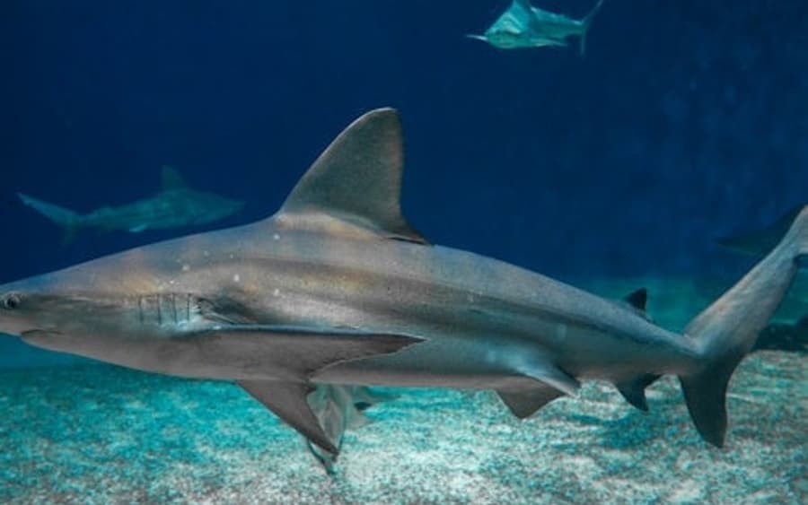 Aquarium von Genua & Galata Meeresmuseum: Eintrittskarte + U-Boot-Besuch