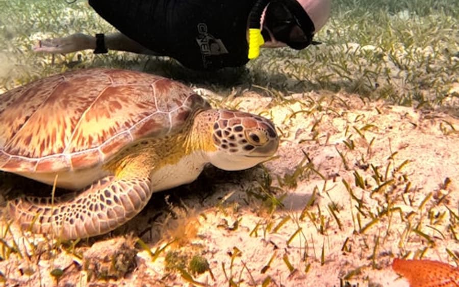 Santuário de Tartarugas de Cozumel: Tour de Snorkel