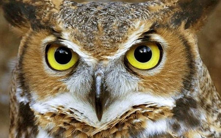 Tiket Masuk: World of Birds Wildlife Sanctuary & Monkey Park