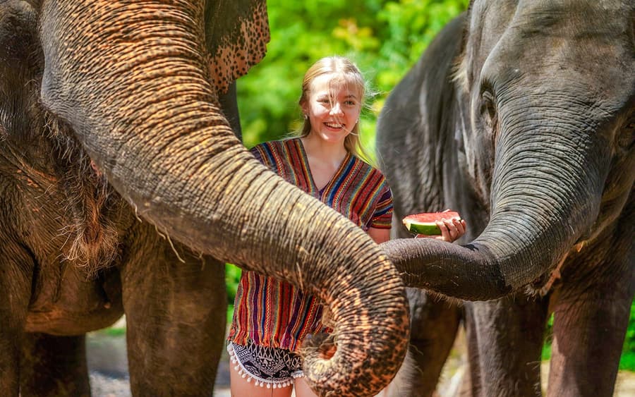 Experiența Sanctuarului Junglei Elefanților în Phuket