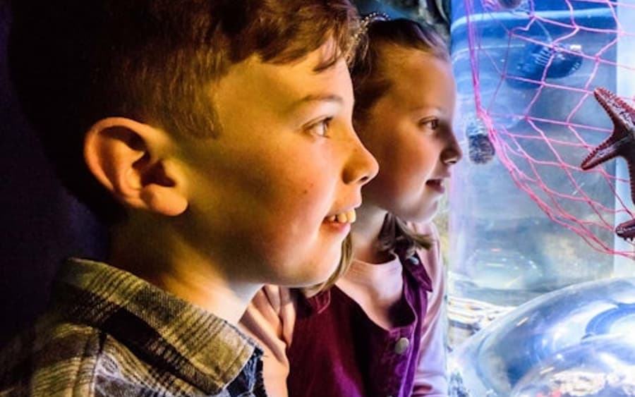 SEA LIFE Brighton: Standardbillet