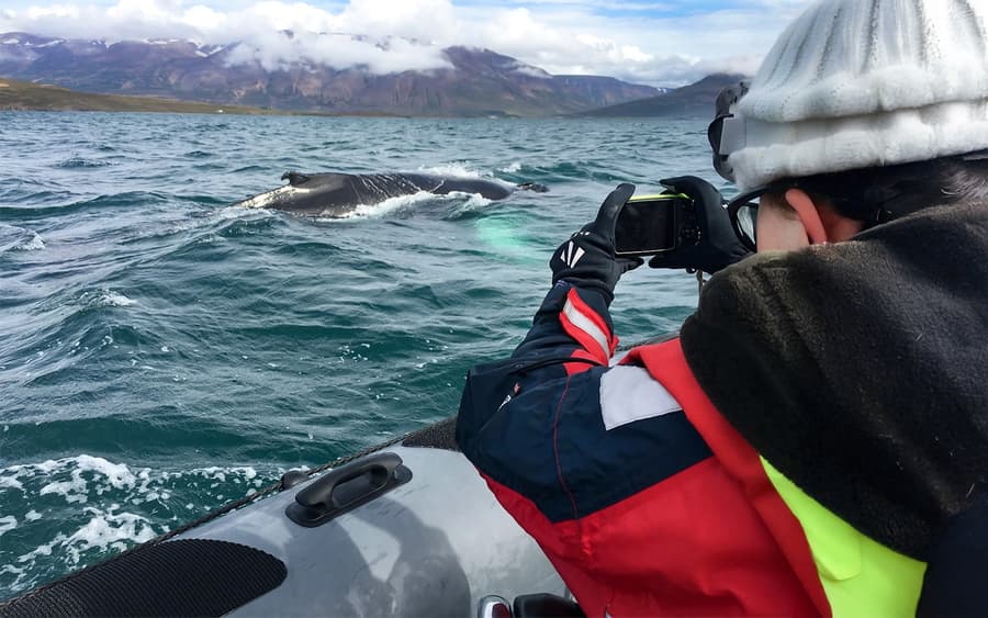 Desde Akureyri: Tour de Avistamiento de Ballenas en Lancha Rápida RIB