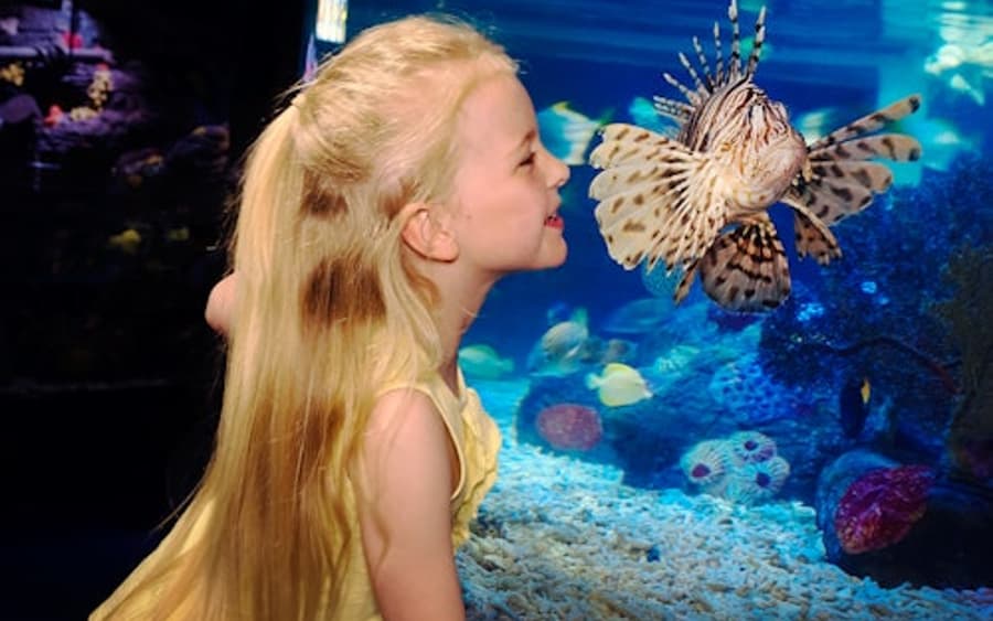 SEA LIFE Scheveningen: Ingangs Ticket