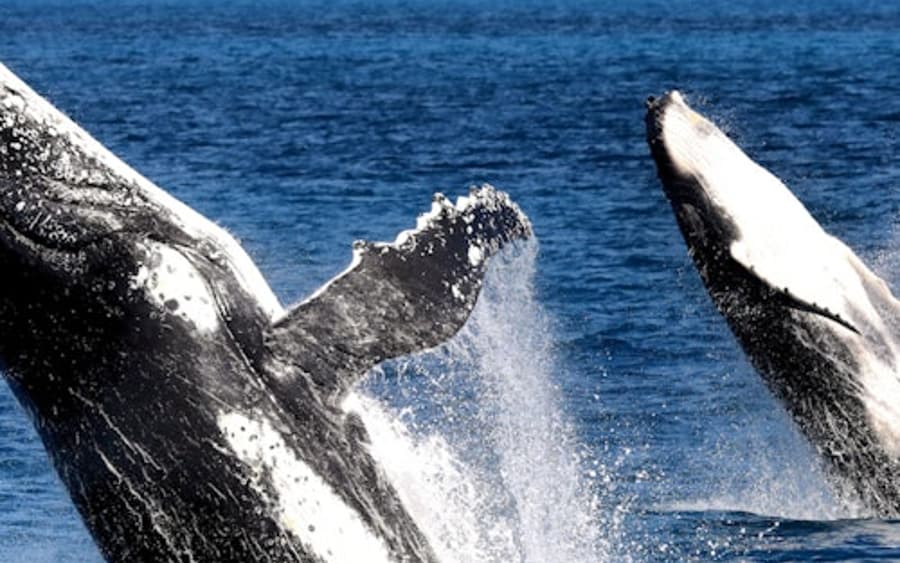 Hervey Bay: Half-Day Whale Watching Cruise