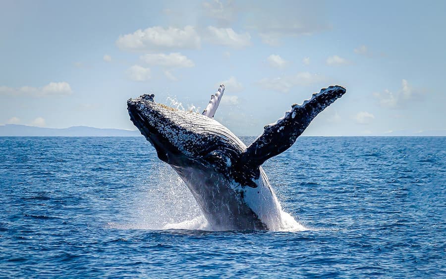Sydney Harbour Whale Watching Cruise oleh Captain Cook