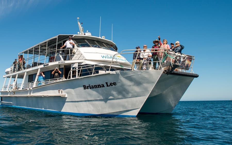 Phillip Island Winter Whale Cruise with Morning Tea
