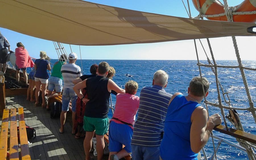 Los Cristianos: Whale and Dolphin Watching Cruise with Optional Pirate Themed Boat