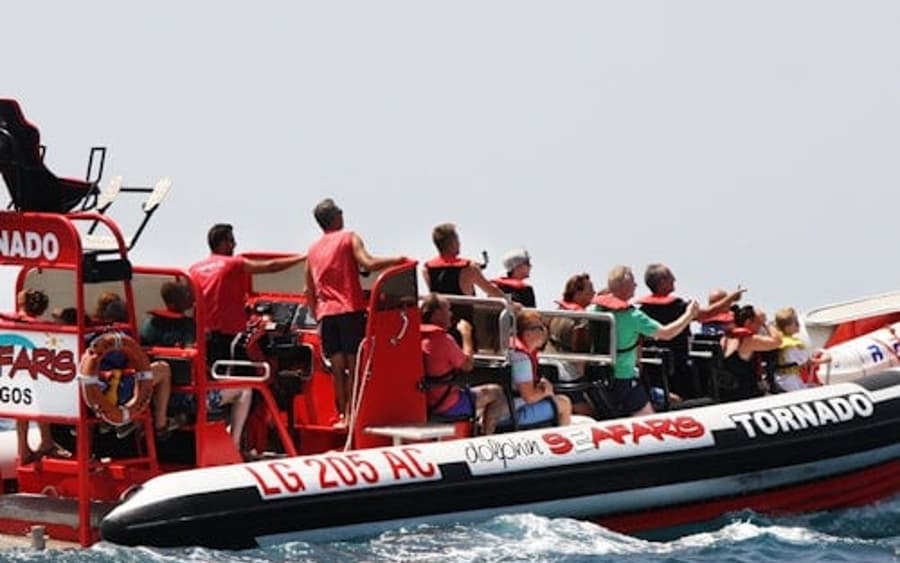 Algarve: Guidad Delfinsafari