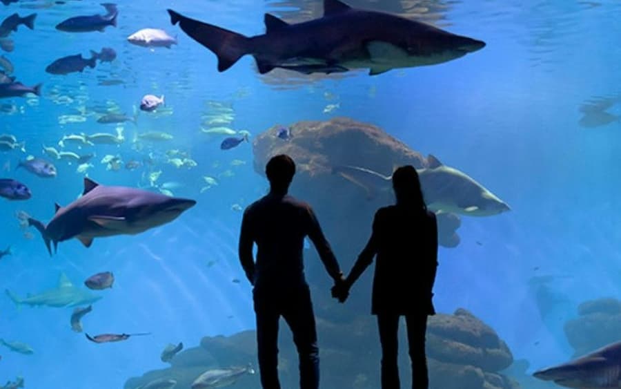 Palma Aquarium: Admission Ticket + Transfer from East Zone