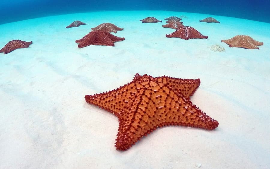 Palancar Reef, El Cielo & KUZÁ Beach Park: Snorkeling Tour from Cozumel