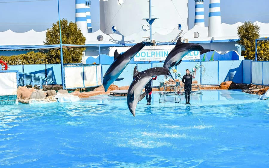 Hurghada Dolphin World Show with Walruses Tickets & Transfers