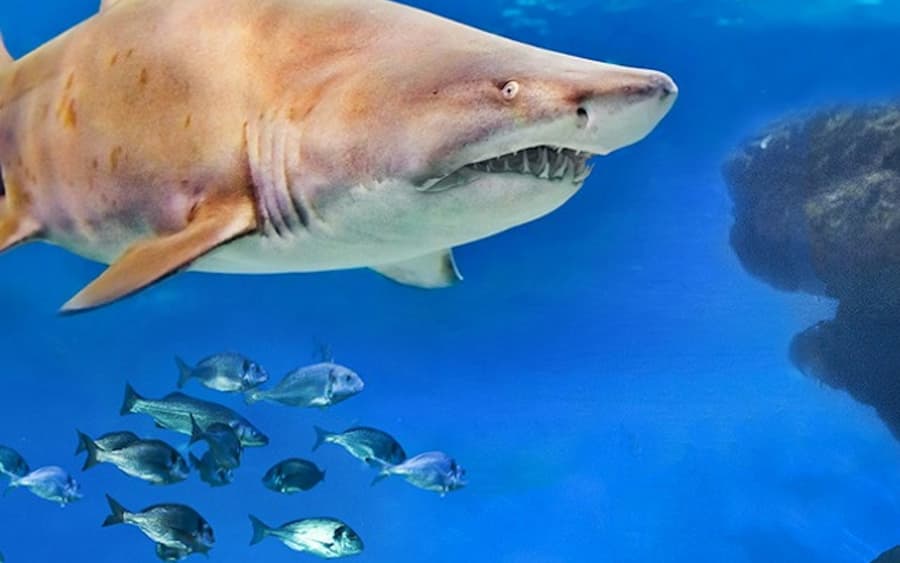 Palma Aquarium: Entrance + Diving with Sharks