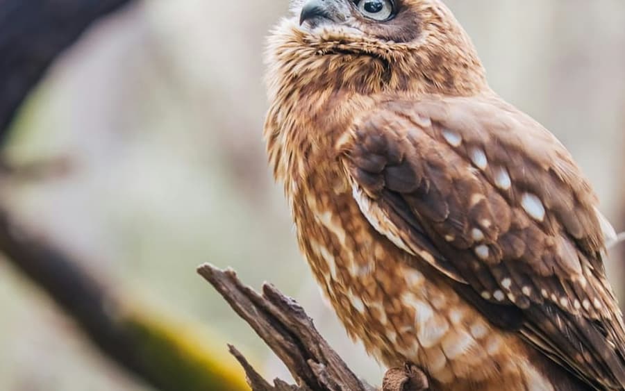 Capes Raptor Centre: Bird of Prey Encounter & Forest Walk