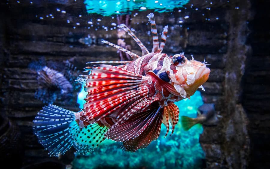 Combo: Aquaria KLCC Tickets + Kuala Lumpur Hop-On Hop-Off Bus Tour