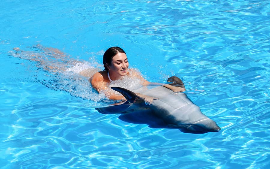 Dolphinarium Pattaya - Swim with Dolphins Experience