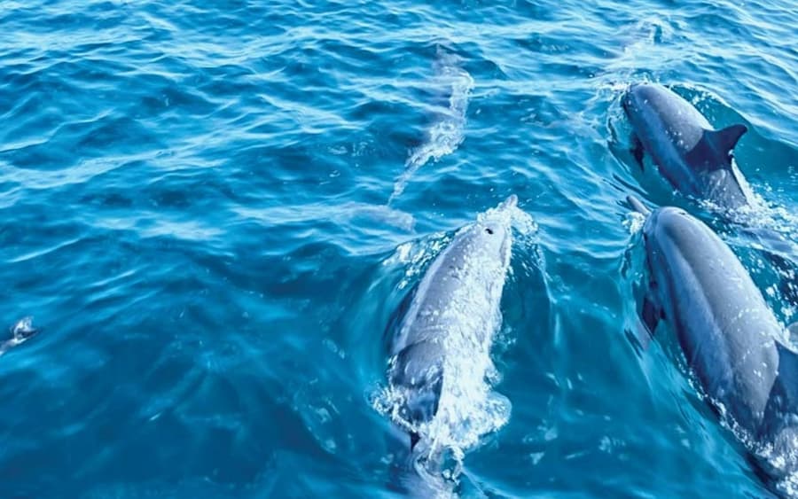 Palma de Mallorca: 3-Hr Dolphin Watching Boat Excursion + Swim & Snorkelling