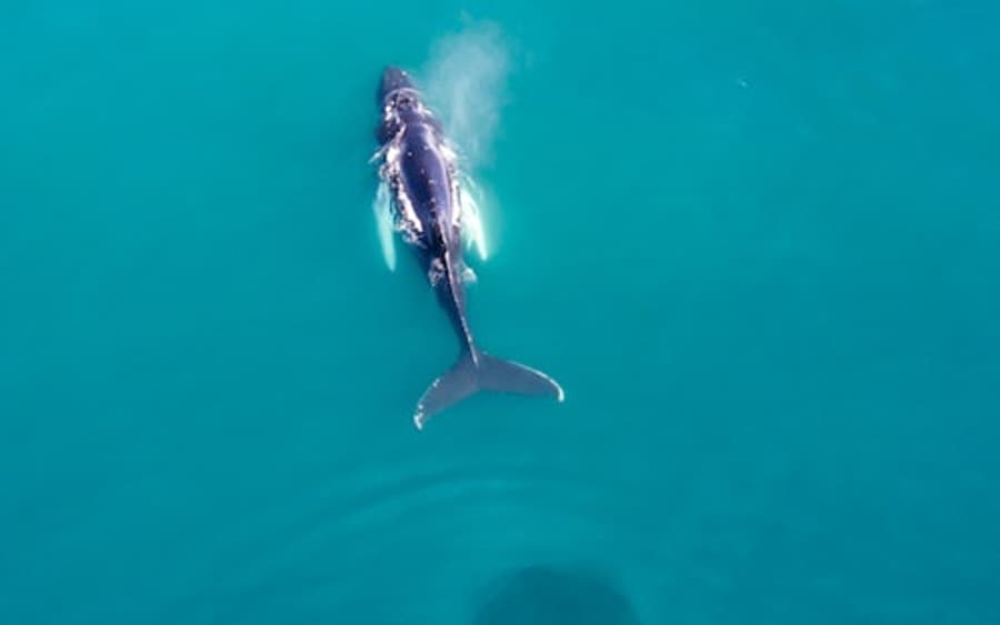 Desde Reikiavik: Tours de Avistamiento de Ballenas