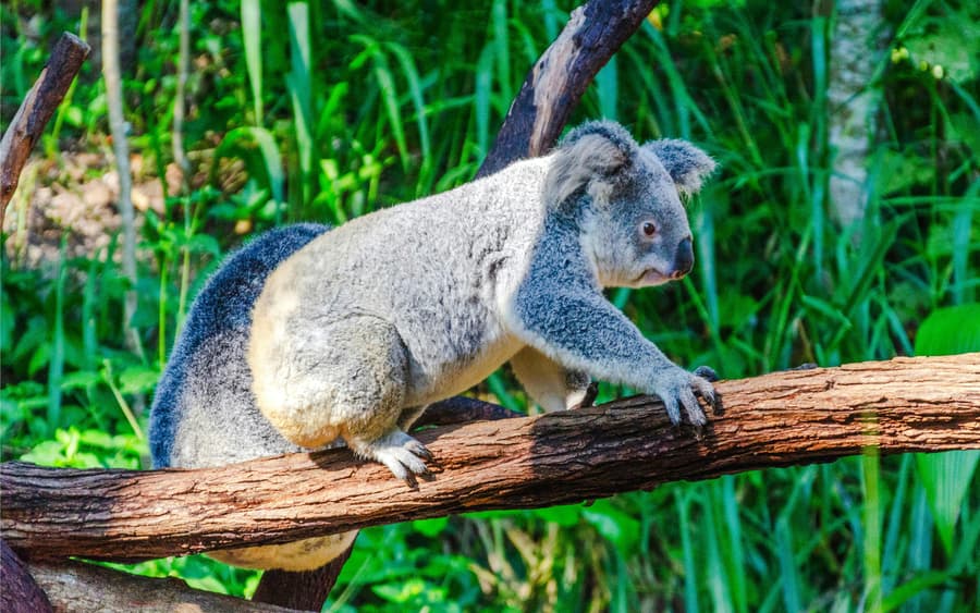 Kuranda Koala Gardens Ticket