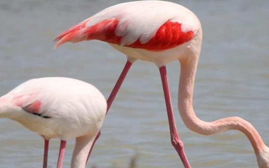 Camargue: Guided Tour from Arles + Saintes-Maries-de-la-Mer Visit