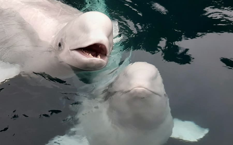 Sea Life Trust Beluga Whale Sanctuary: Puffin Rescue and Aquarium