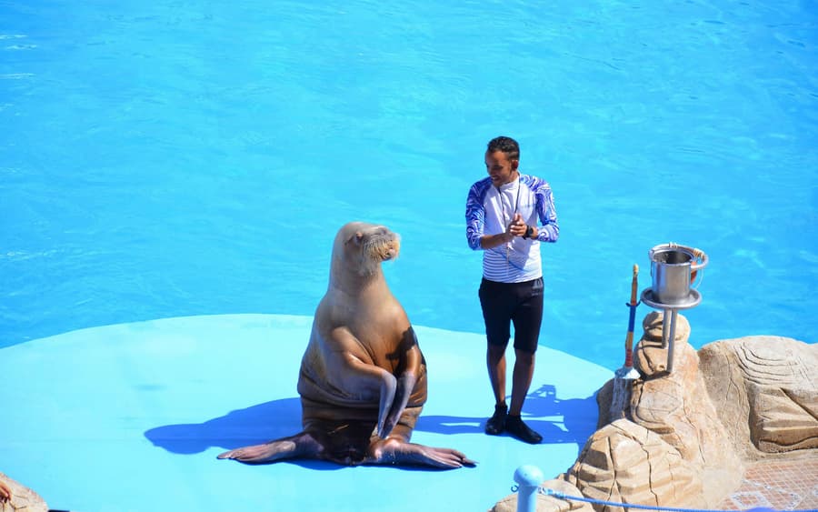 Hurghada Dolphin World Show with Dolphin Swim Session & Transfers