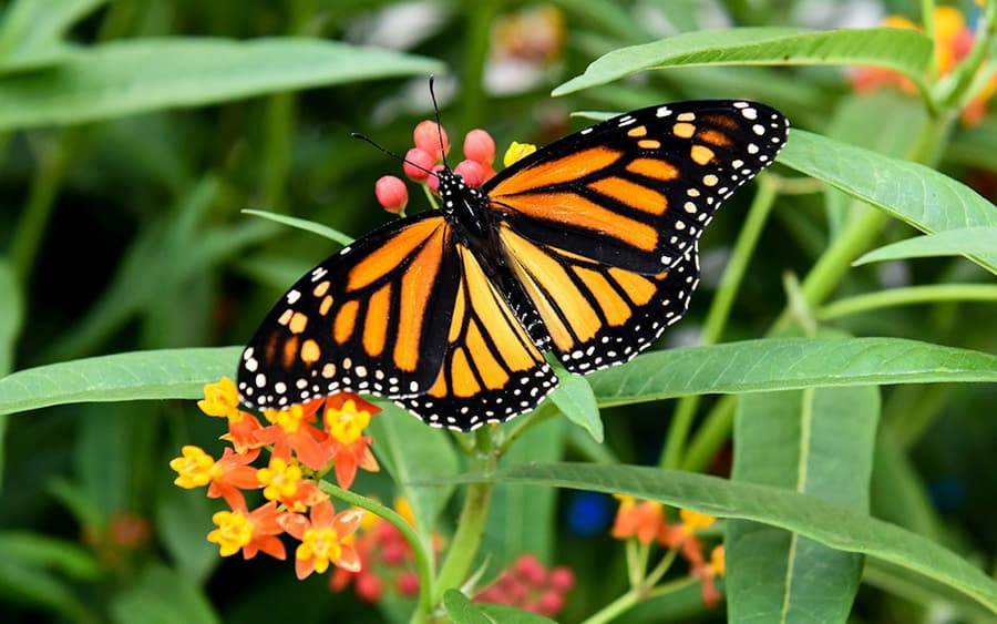 Niagara Falls Butterfly Conservatory: Entry Ticket