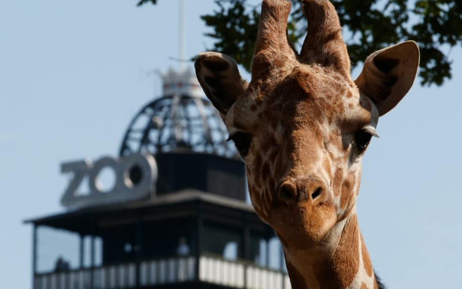 Copenhagen ZOO: Skip The Line Ticket