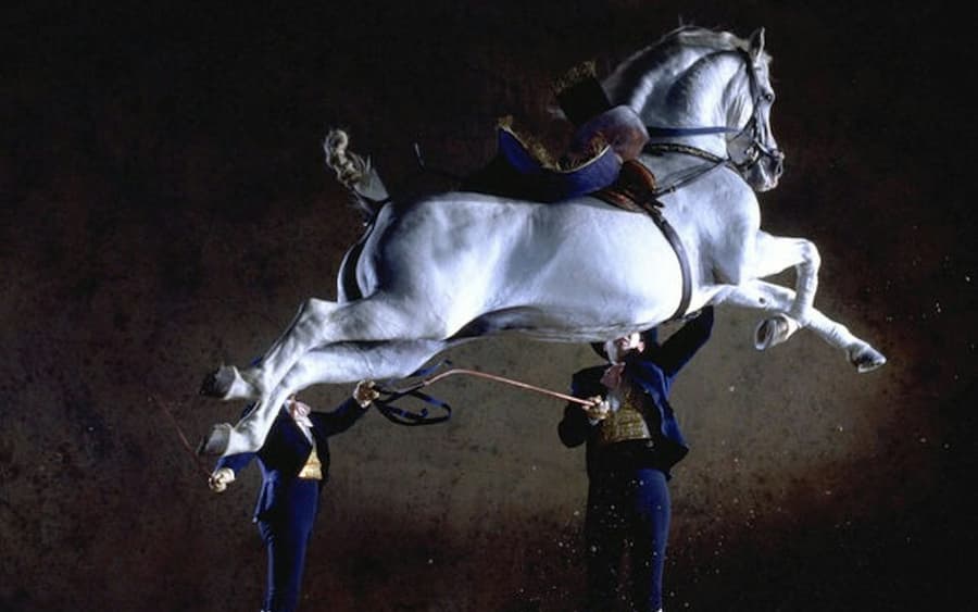 Royal Andalusian School of Equestrian Art: Andalusian Horse Show