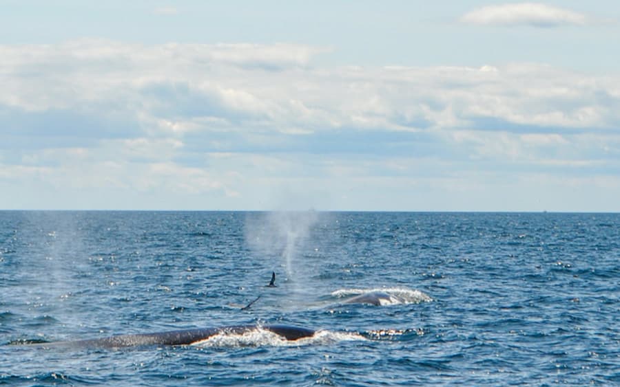 Boston Harbor Whale Watch Cruise