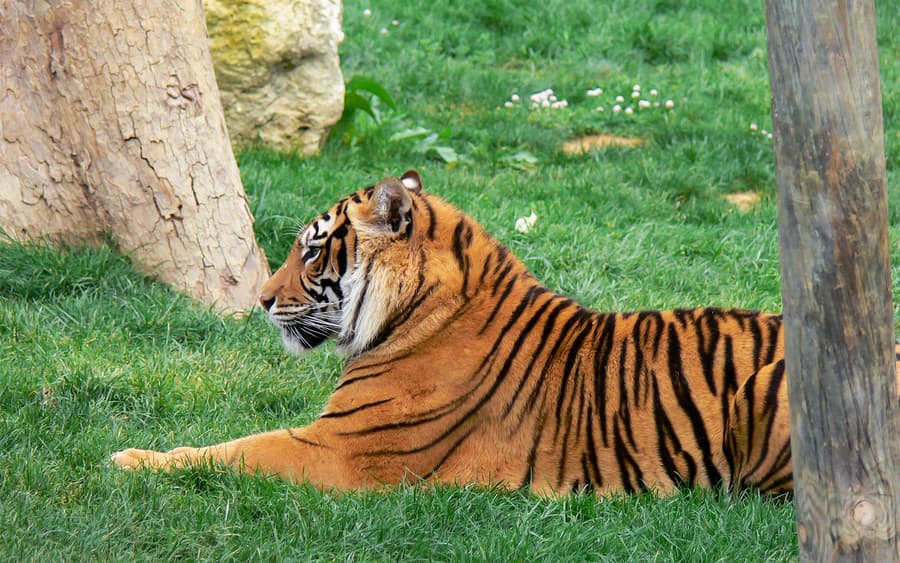 Jardim Zoológico Tickets